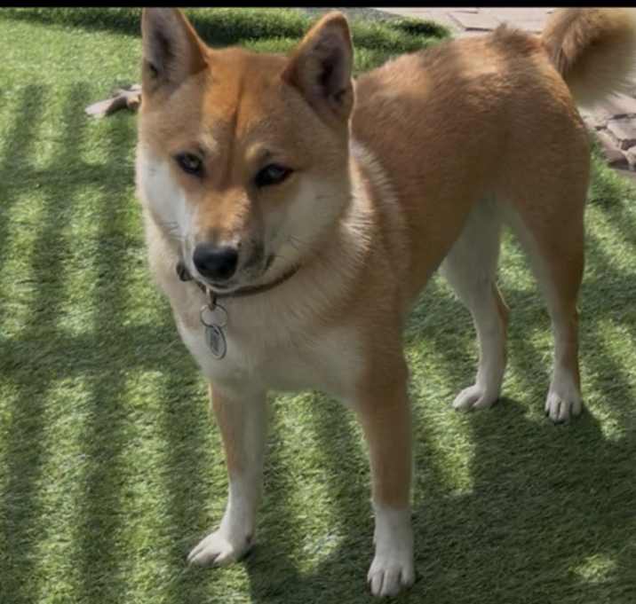 Photo of Coco