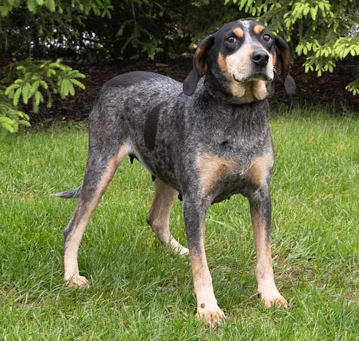 Photo of Pebbles