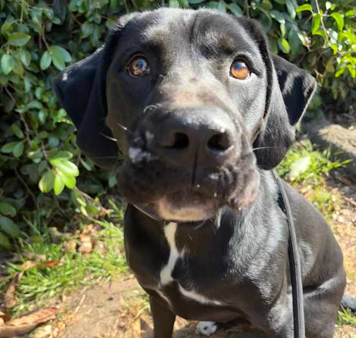 Photo of Enzo