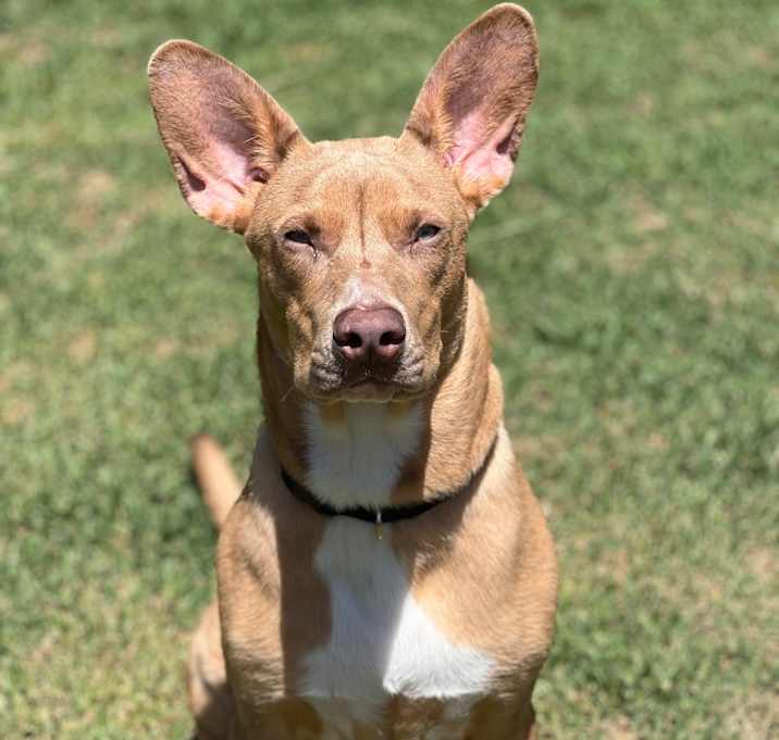 Photo of Yoda