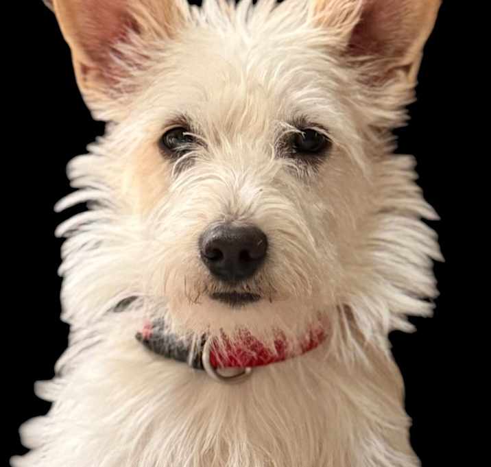 Photo of Sassy