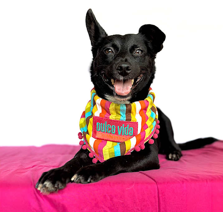 Photo of Candy