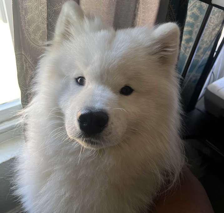 Photo of Jax