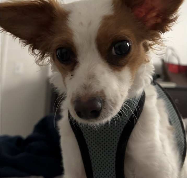Photo of Rosie