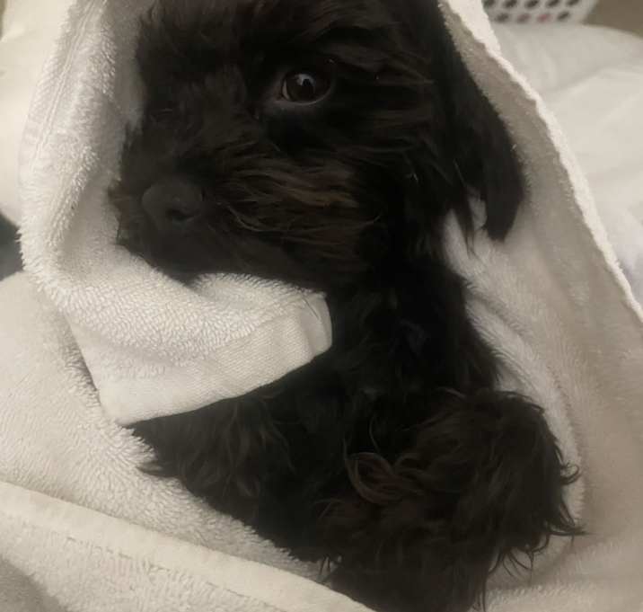 Photo of Bruno