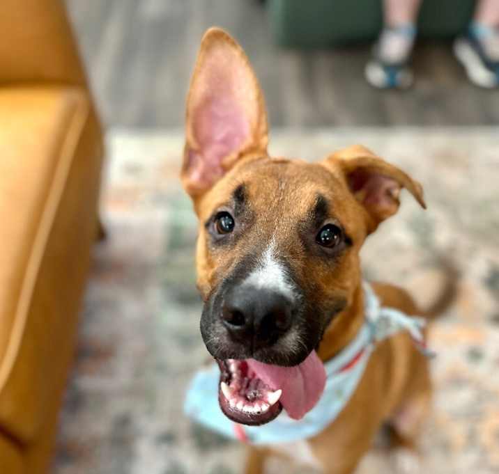 Photo of Clover