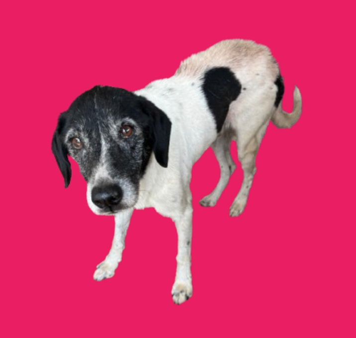 Photo of TUSC-Stray-80730