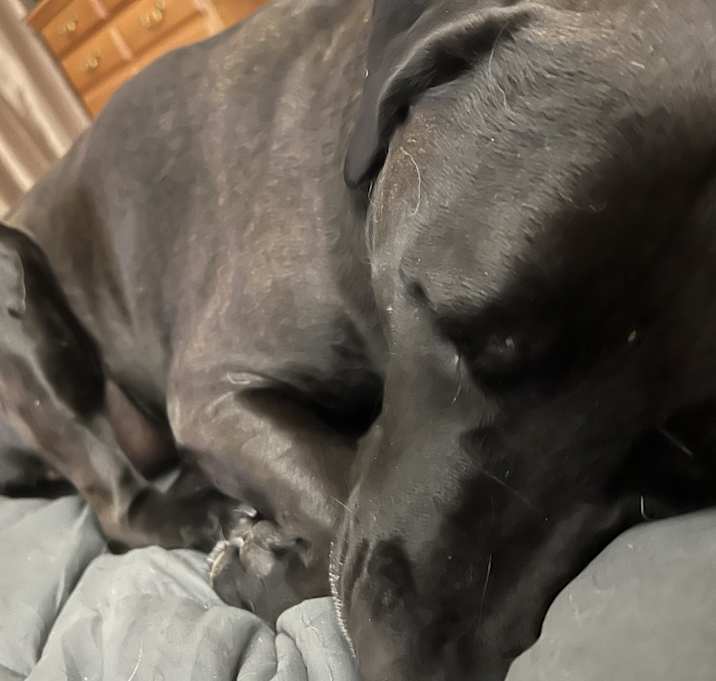 Photo of Cookie