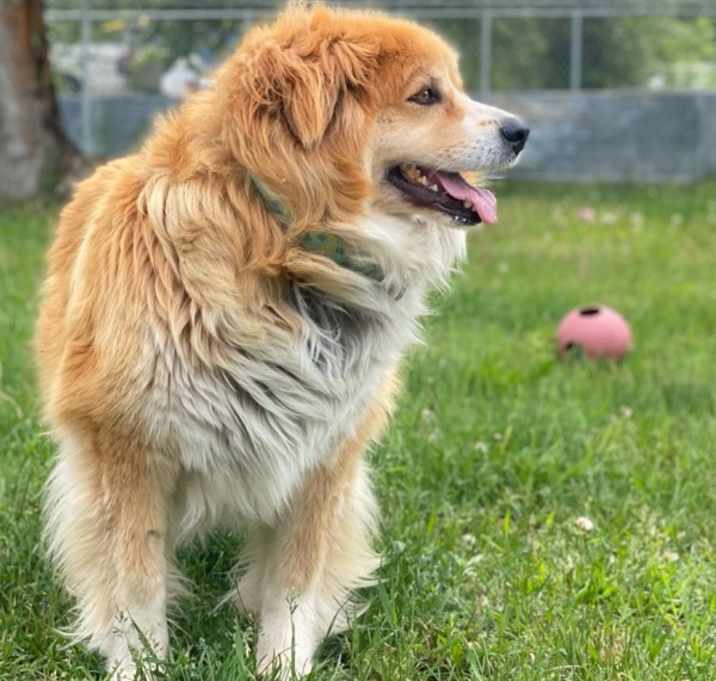 Photo of Willow