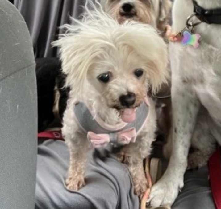 Photo of Pearl (and Maxx)