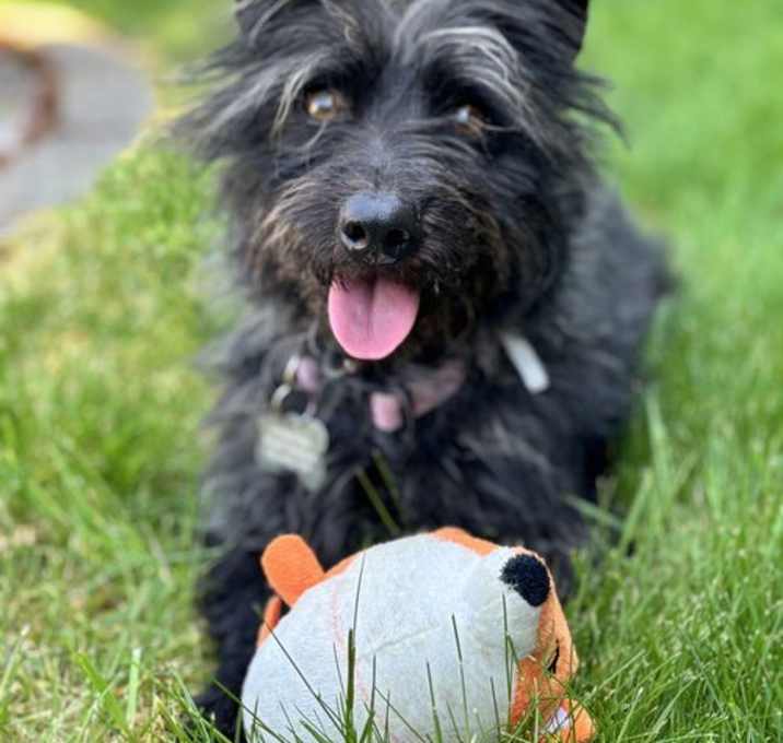 Photo of Oreo