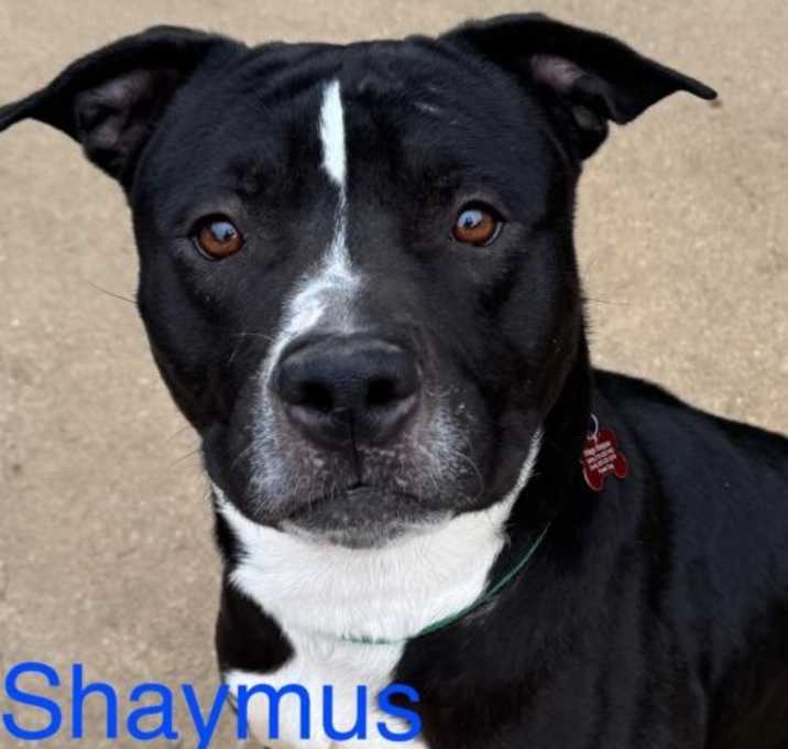 Photo of Shaymus Philly