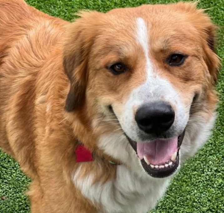 Photo of Honey