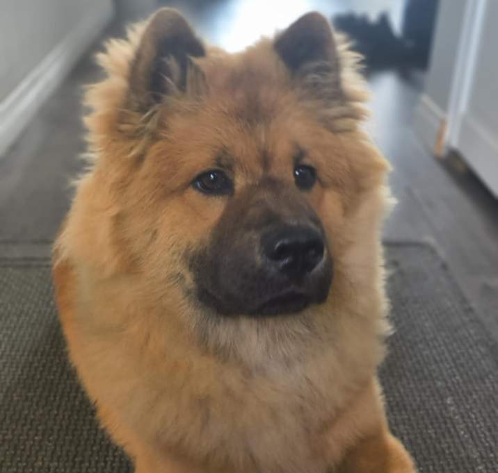 Photo of Bleu