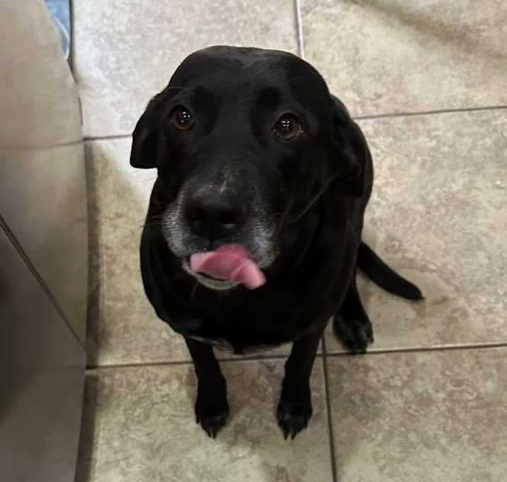 Photo of Nala