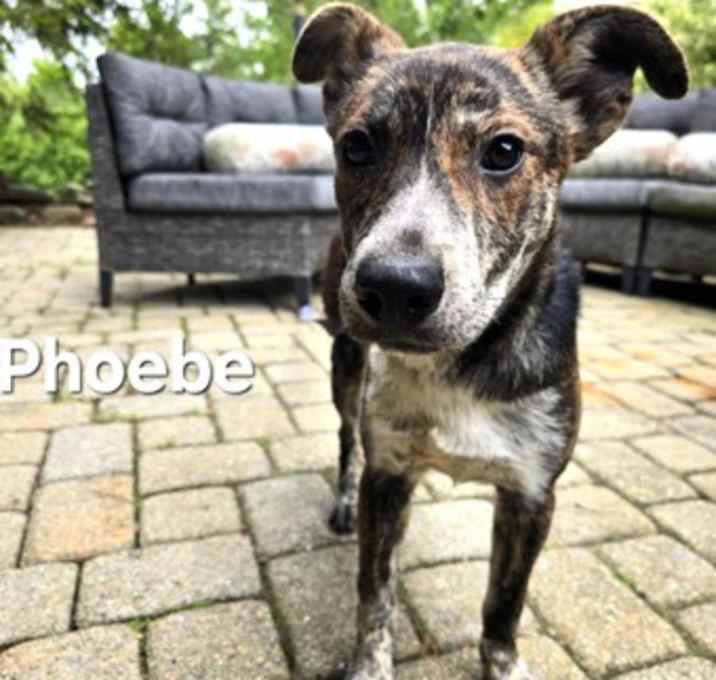 Photo of Phoebe
