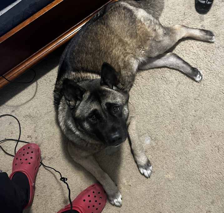 Photo of Nova
