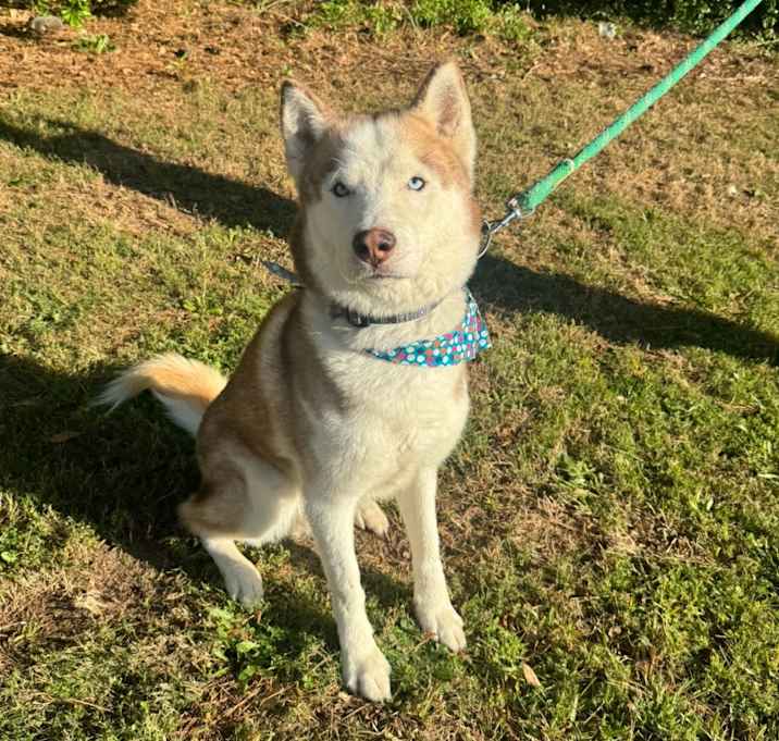 Photo of Sabre