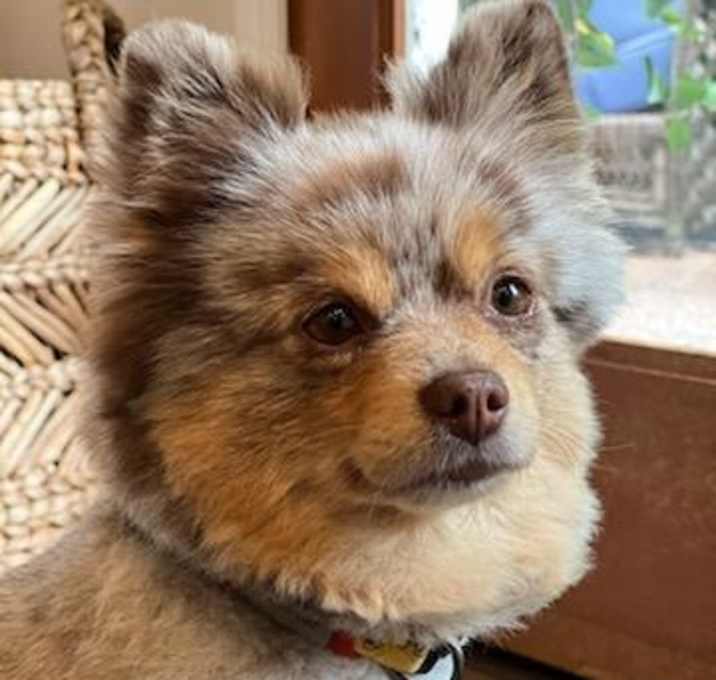 Photo of Pecan Pie - Pomeranian Girl!