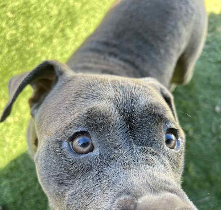 Photo of Nala