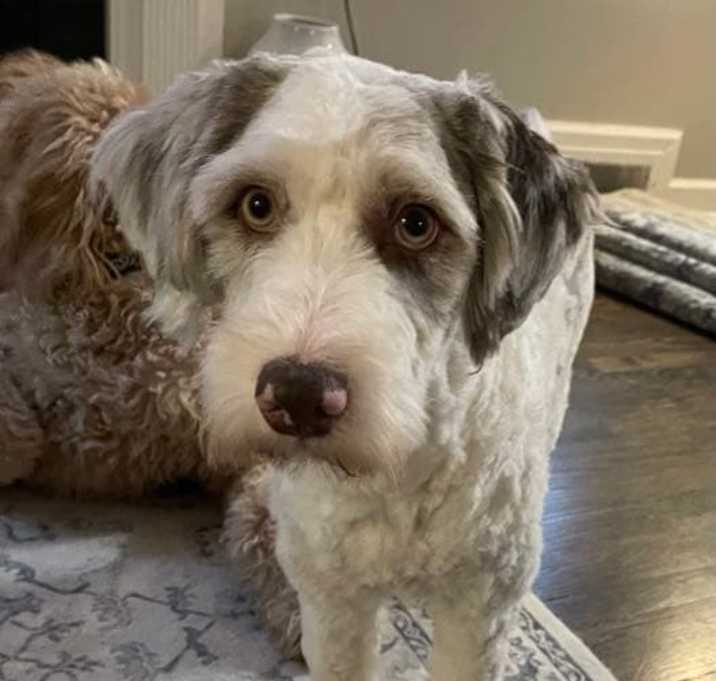Photo of Merlin