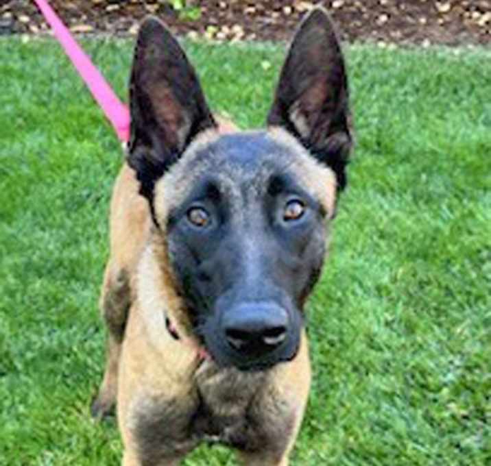 Photo of Lady