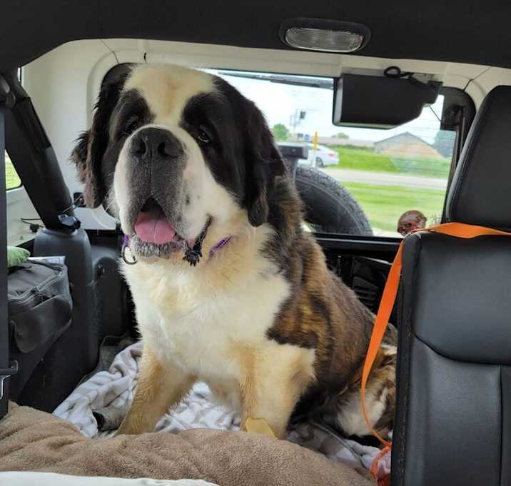 Photo of Bruno