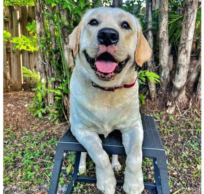 Photo of Beignet
