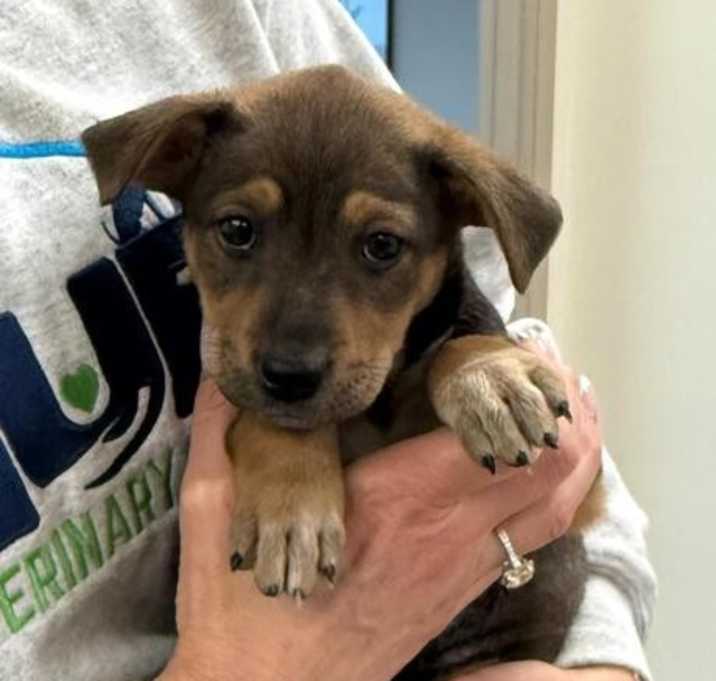 Photo of Kiwi