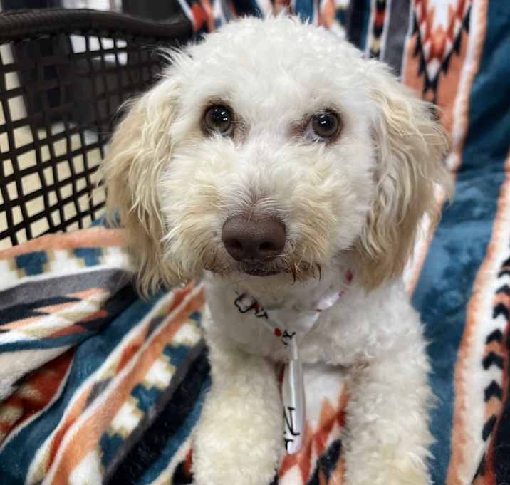 Photo of Willow