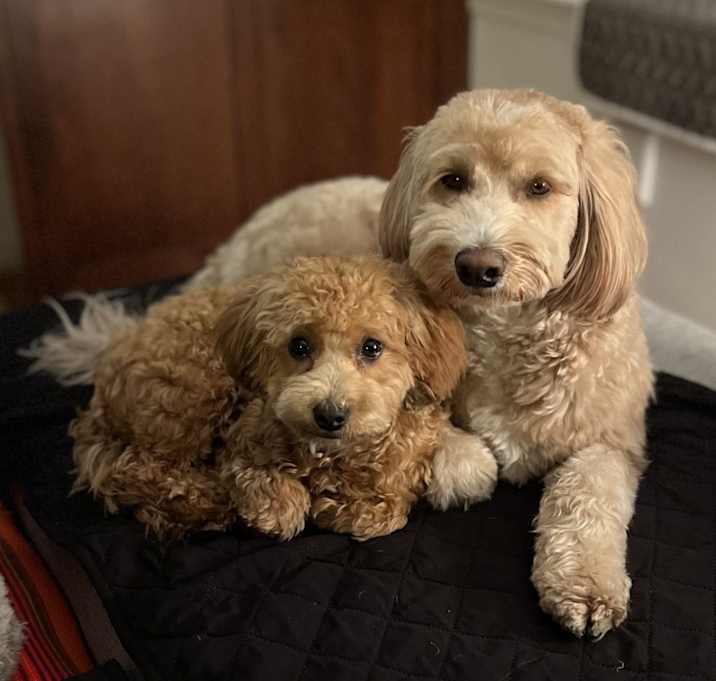 Photo of Gus Gus and Millie