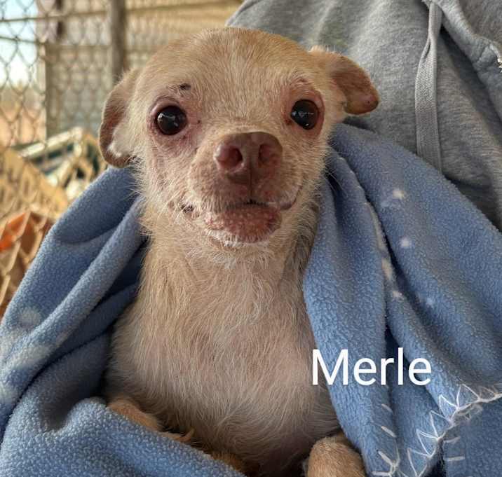 Photo of Merle