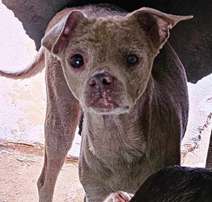 Photo of Ranger