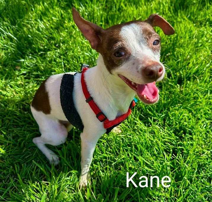 Photo of Kane