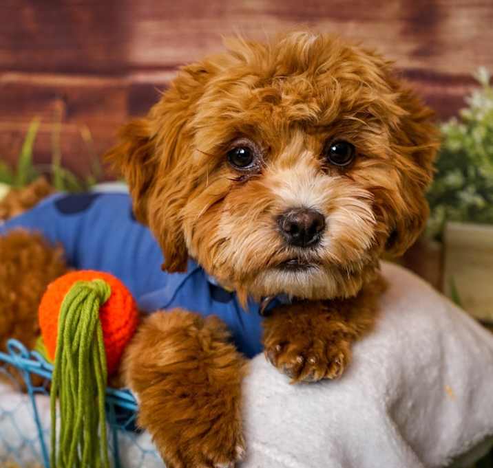 Photo of Romeo