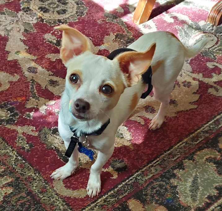 Photo of Peanut