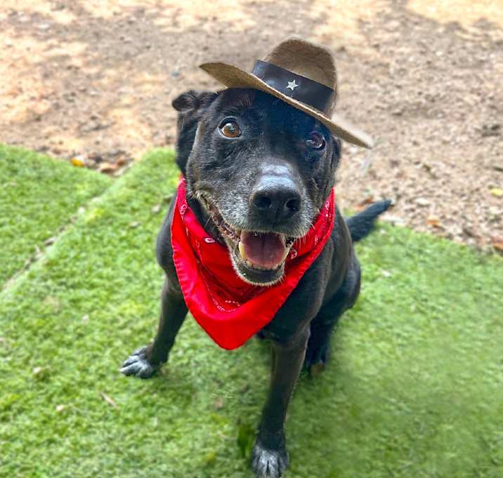 Photo of Gufi