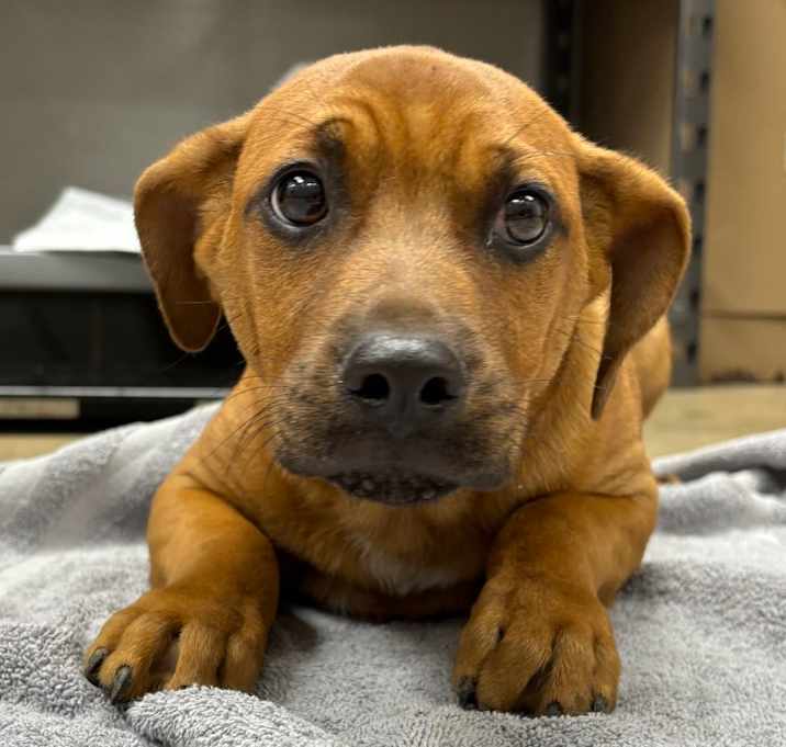 Photo of Sparky