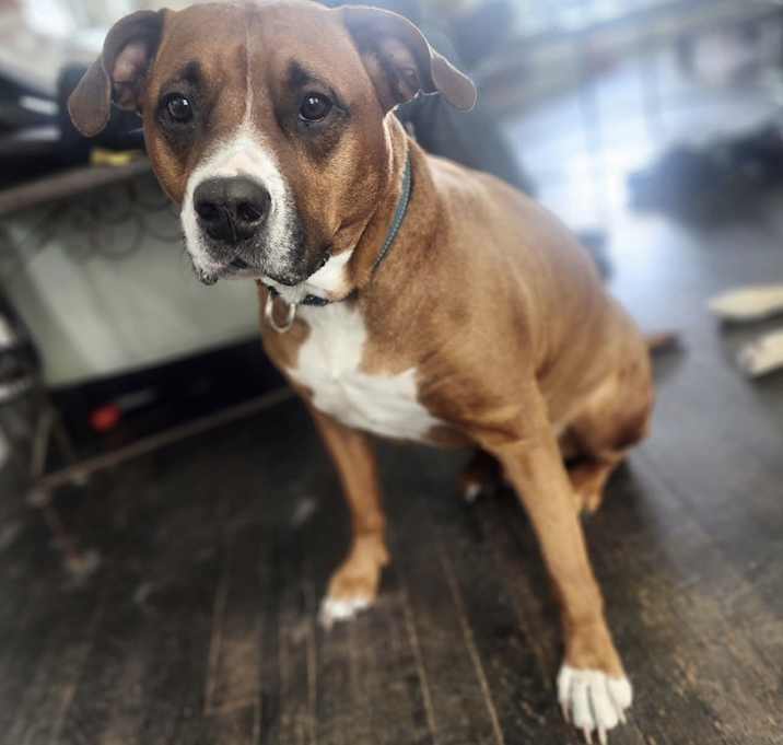 Photo of RUSTY
