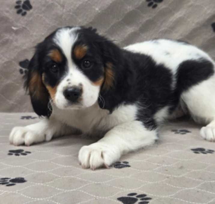 Photo of Izzy