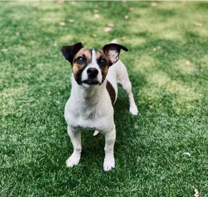 Photo of "Wish" Wishbone