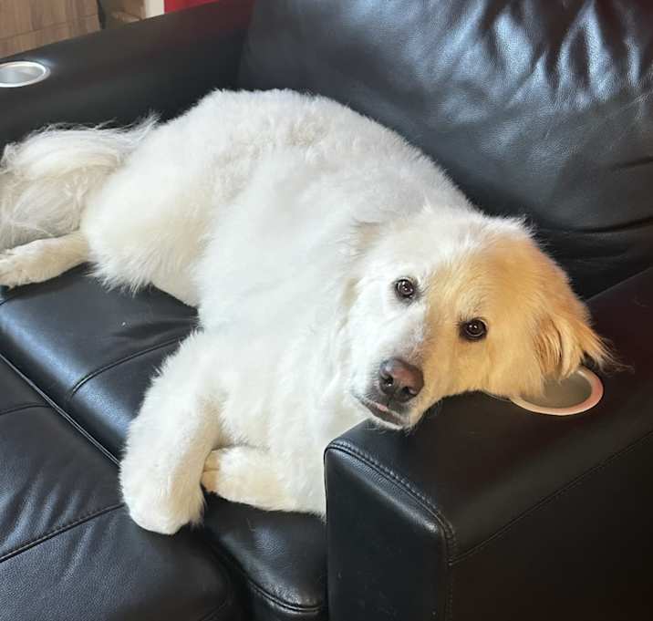 Photo of Paisley