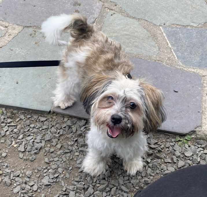 Photo of Pup