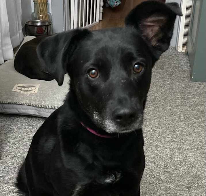 Photo of Midnight