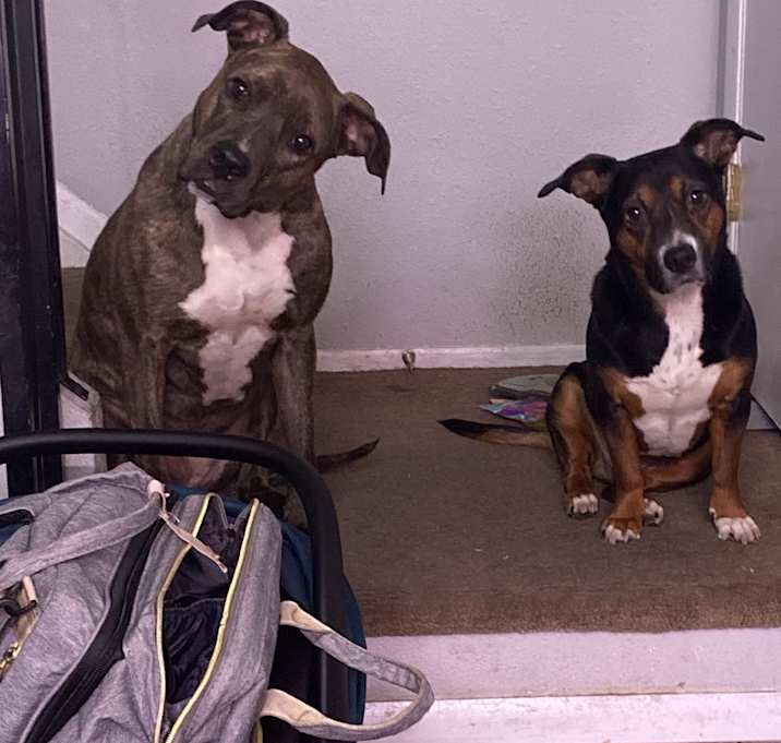 Photo of Milo and Daisy