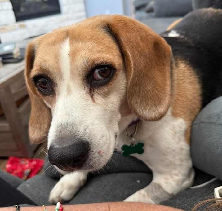 Photo of Bella 3