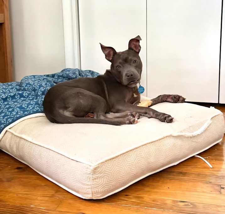 Photo of Petal (LOCALLY FOSTERED)