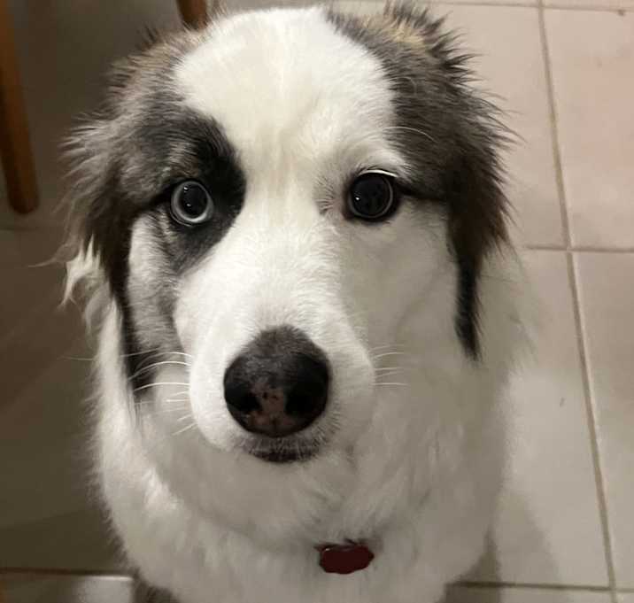 Photo of Mishka