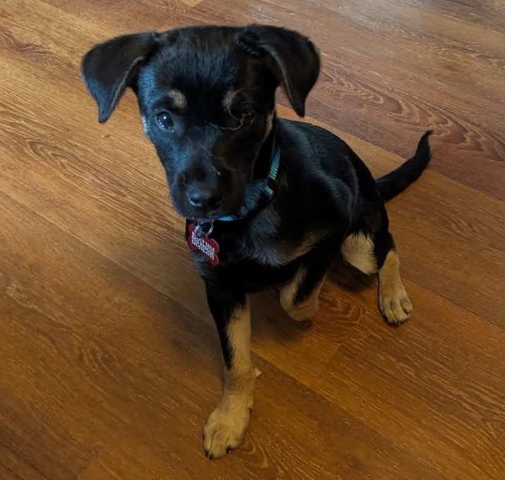 Photo of Checkers
