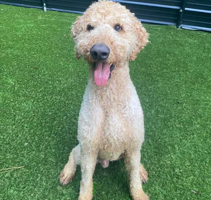 Photo of Kodi